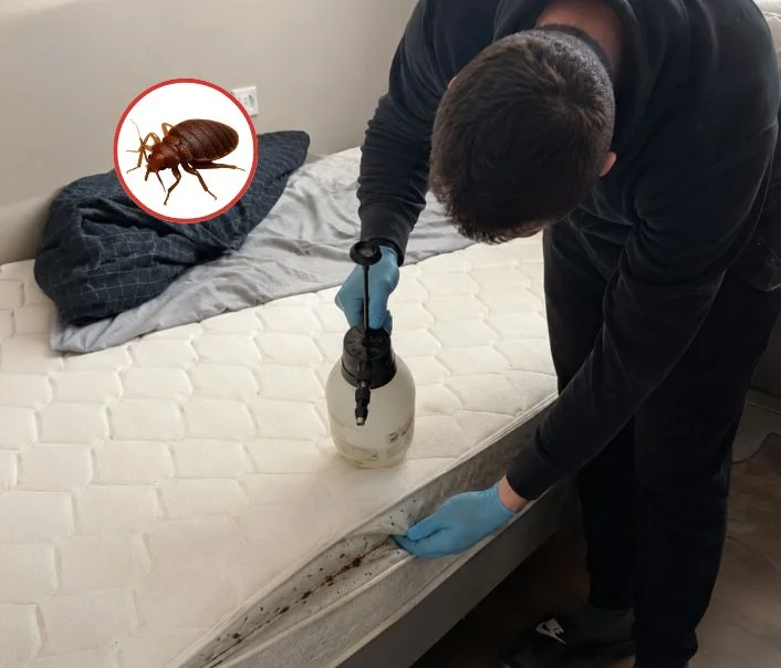Technicien traitant un matelas contre les punaises de lit à Saint-Cyr-sous-Dourdan